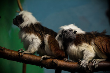 Cotton top tamarin monkeys posing. 