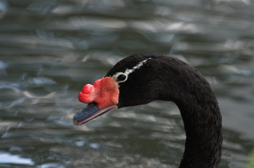 Fototapeta premium Trauerschwan