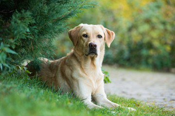 Naklejka na ściany i meble Labrador retriever dog lying under a tree