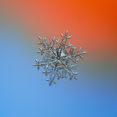 Snowflake glittering on smooth gradient background. Macro photo of real snow crystal: elegant...