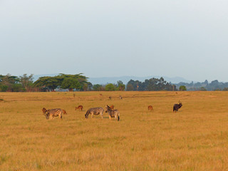 afrique du sud