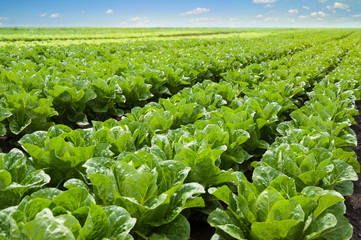 Growing lettuce in rows in a field on a sunny day. - obrazy, fototapety, plakaty