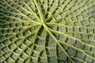 Retro di una foglia gigante di ninfea, Nymphaea Victoria Amazonica