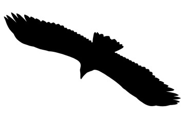 Silhouette eines Seeadlers