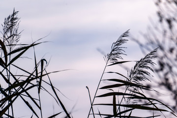 reed growing in forest against the sky f