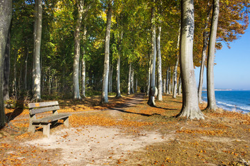 Parkbank im Buchenwald Fanefjord Skov auf M&ouml;n in D&auml;nemark