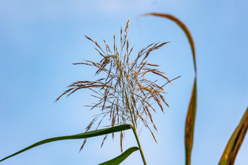 reed growing in forest against the sky f