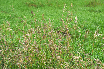 Wheat, rye, oats, ears, green grass in the field.