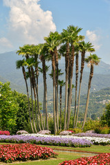 Fototapeta premium Veduta di un giardino con bordure di fiori colorati, palme e montagne sullo sfondo, Villa Taranto, Lago Maggiore, Piemonte, Italia