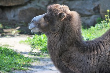 Animals At The Zoo
