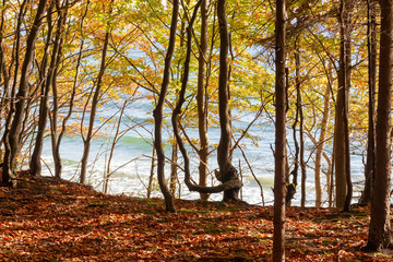 Fanefjord Skov, Dänemark: Buchenwald an der Ostsee