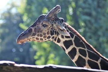 Animals At The Zoo