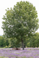 Tree in the park with a sitting banch and view of a lavender field