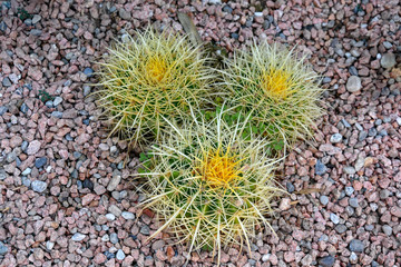 Fototapeta premium Primo piano di una pianta grassa spinosa (Echinocactus) in un giardino roccioso su sfondo di ghiaia