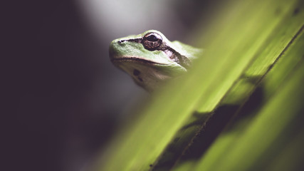 grenouille verte desat