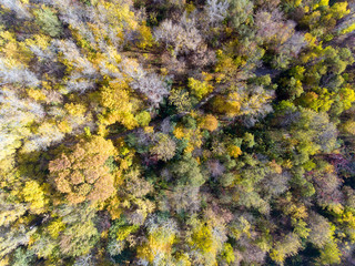 Fall Wood from above. Landscape. Aerial