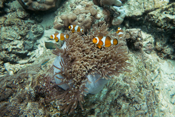 Fototapeta na wymiar Clown fish in Anemone