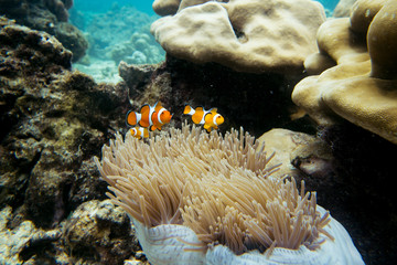 Naklejka na ściany i meble Clown fish in Anemone