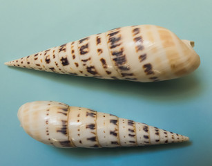 Pair of vintage large Marlin Spike Auger sea shells (Oxymeris maculata) from marine gastropods. Mounted on light blue card. Interior image.