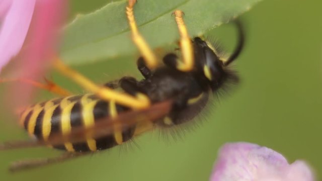 Macro shot of a wasp sits the flower.