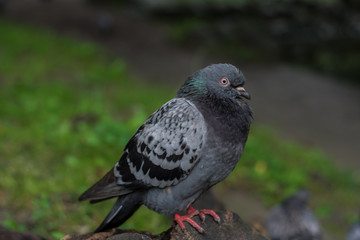 Bird