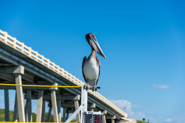 Pelikan vor Brücke bei den Florida Keys, Florida, USA