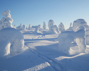 Tracks on snow