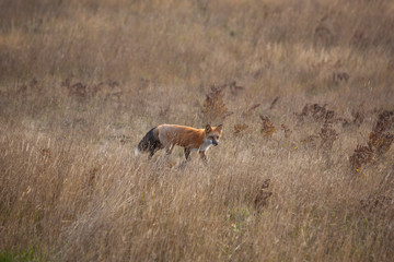 field with a fox