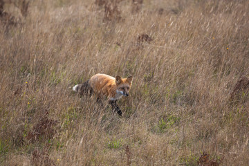 Naklejka na ściany i meble field with a fox