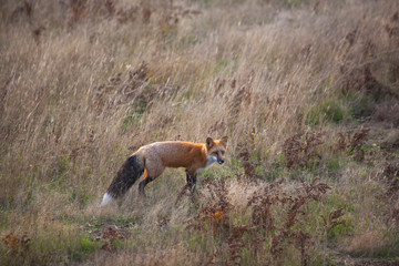 field with a fox