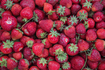 Organic fruits and vegetables from Bulgaria