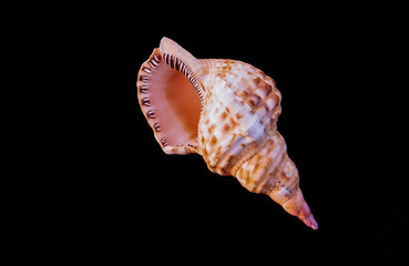 Triton Sea Shell