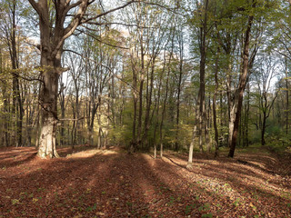 Autumn in forest the National Park.