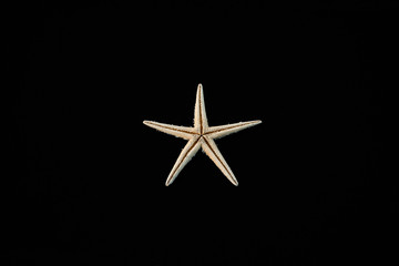 Sea Shell Starfish