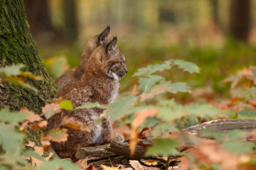 Luchs im Herbstwald