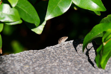 Common wall lizard looking out of its hiding place