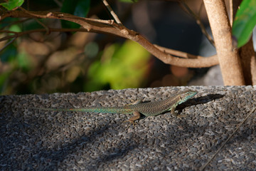 Common wall lizard basking on stone floor