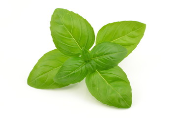liść bazylii