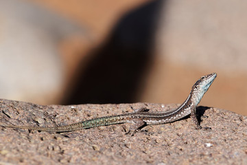 Common wall lizard on a stone posing for a photo