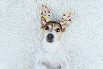 Funny and cute jack russell terrier dog in Christmas gold deer horns on white carpet. New year and Xmas greeting card concept, above view, copy space