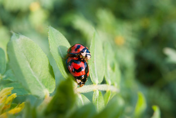 Amor entre mariquitas