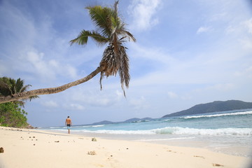 Palm tree hanging over the beach