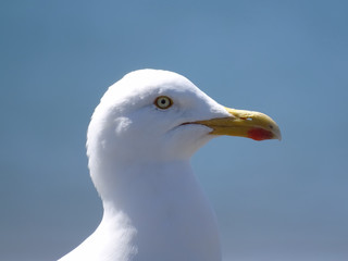 seagull on background of blue sky