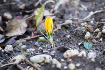 Krokus