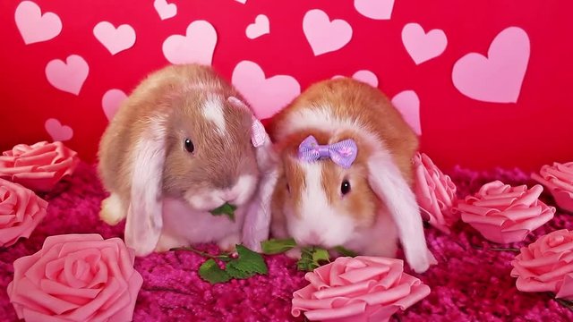 Valentine s day cute animal animals pet pets rabbit lop valentines concept