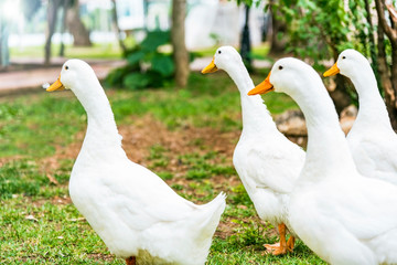 Obraz premium A group of white ducks in a park, outdoor