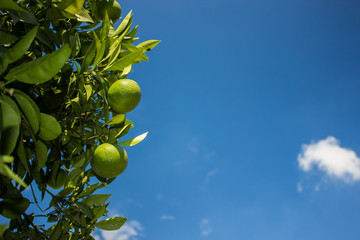 green orange fruits grow up on tropic tree branches with leaves, empty vivid blue sky background with sun light rays, copy space