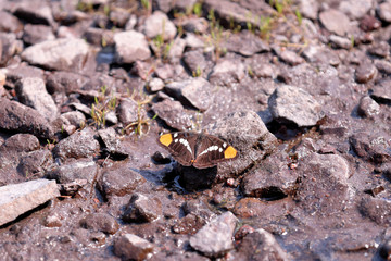 Isolated butterfly on a stones with wings wide open. Brown colored butterfly with orange spots and white stripes