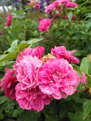 Regentropfen auf pinker Blume