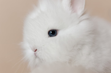 white rabbit